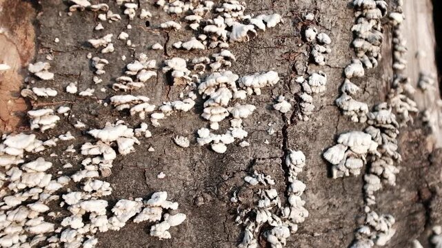 Close-up of white Split Gill mushrooms (Schizophyllum commune) growing on the rough bark of a tree trunk in a forest. Natural wood-decaying fungus, bracket fungi, and forest ecology concept.