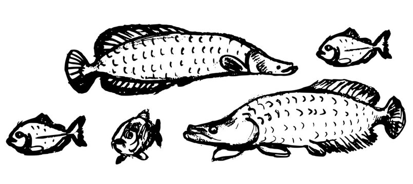 Hand drawn Amazon fish set, pirarucu arapaima and piranha, pencil sketch style vector illustration