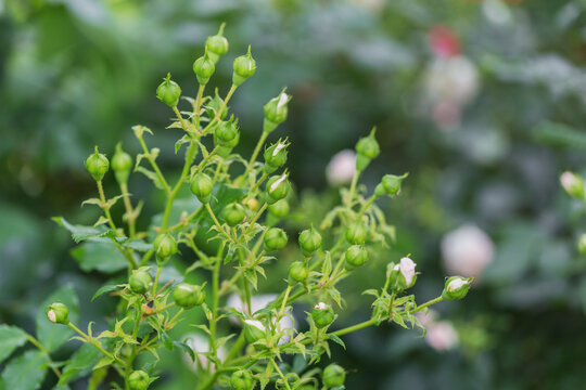Cluster of young rose buds on green stems with soft blurred garden background spring growth blooming process floral concept freshness