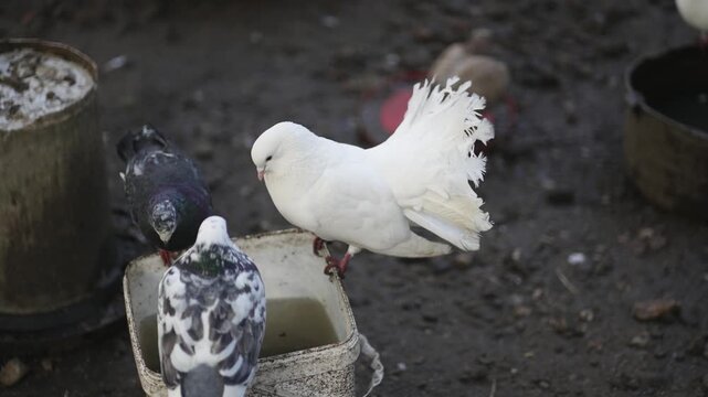 Domestic dove white fantail pigeon drinking water, slow motion. Decorative bird.