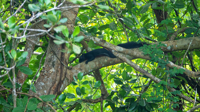 Layardi squirrel (Funambulus layardi) black morph jumps through the branches in a tropical forest. Borneo