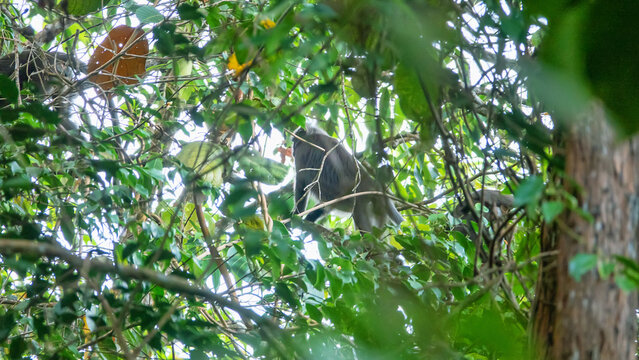 A monkey deep in the rainforest, Monkey and lianas as the main attribute of the jungle. Malaysia.