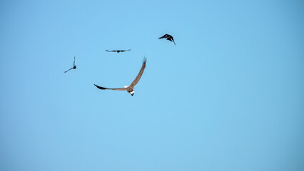 Fototapeta premium Adult White-bellied sea eagle (Icthyophaga leucogaster) conflict with birds with house crows (Corvus splendens). Malaysia