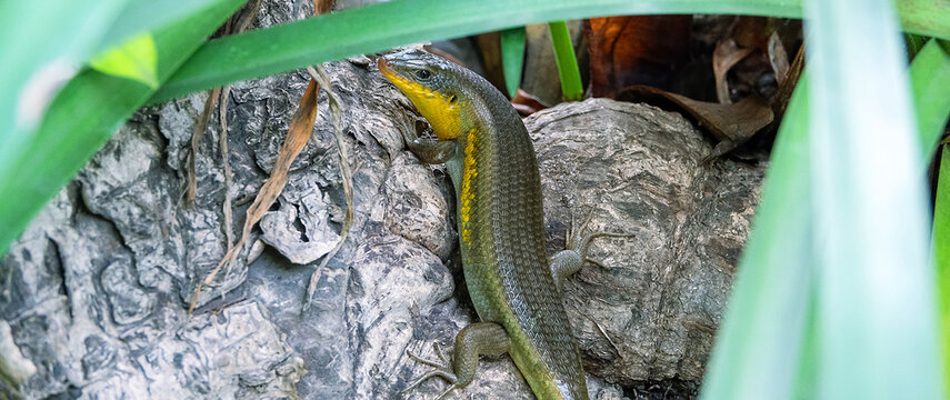A wonderful shiny lizard from Java island. Many-striped skink Eutropis multifasciata, Scincidae