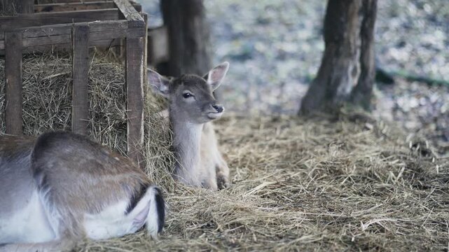 Portrait of Spotted Deer lying on dry grass in rescue reserve center, slow motion