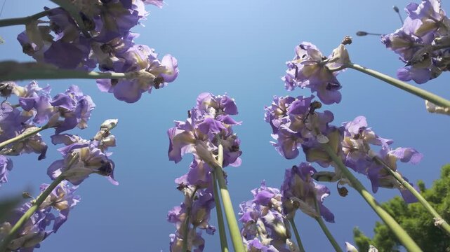 Bottom-up view of long stems of iris flowers swaying in wind against blue sky with bright ray of sun on sunny day, backlit by sunshine. View from below of iris flowers in sky background with sunbeam. 