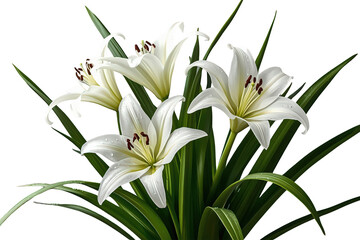 Obraz premium White lilies blooming with green leaves, depicting purity, peace, and natural beauty on a transparent background