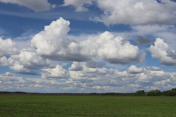 Obraz premium Blue sky with large white cumulus clouds over green field landscape