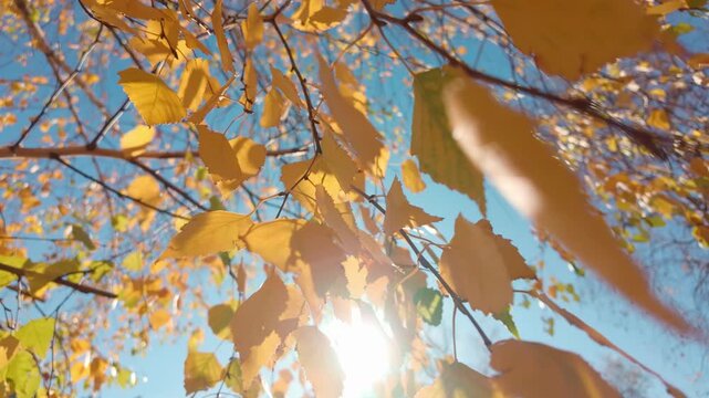 Close-up of yellowed leaves of birch tree swaying in autumn wind on sun rays, slow motion. White birch covered with yellow fall foliage against blue sky in vivid, sunny day, backlit by sunlight.