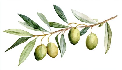 Olive branch with green olives and lush leaves showcasing nature's beauty in a watercolor illustration style