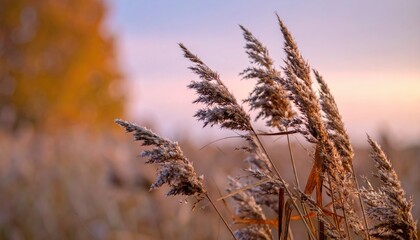 Fototapeta premium Dry grass plumes sway gently in the warm glow of an autumn sunset