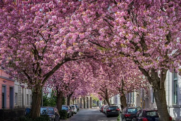 Cherry blossom trees in the Heerstraße (Heer Street) in the old town of Bonn, Germany © Mapics