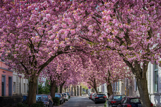 Cherry blossom trees in the Heerstra&szlig;e (Heer Street) in the old town of Bonn, Germany