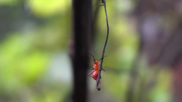 beetle on a leaf