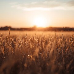 Fototapeta premium Golden sunset illuminating a wheat field. The sun is setting behind the field, creating a warm and inviting atmosphere.