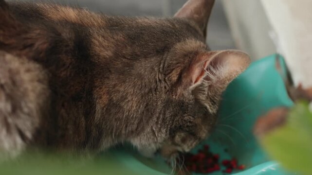 Video of a domestic cat eating. Concept of domestic animals