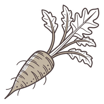 chicory root vector om white background