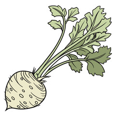 celeriac on white background