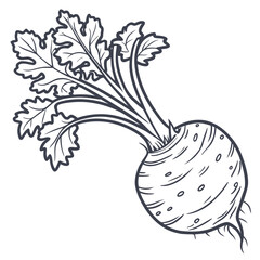 celeriac root vector isolated