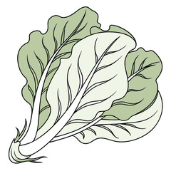 vector illsuatrtion of butterhead lettuce
