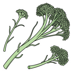 broccolini on white background