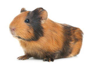 Cute funny guinea pig on white background