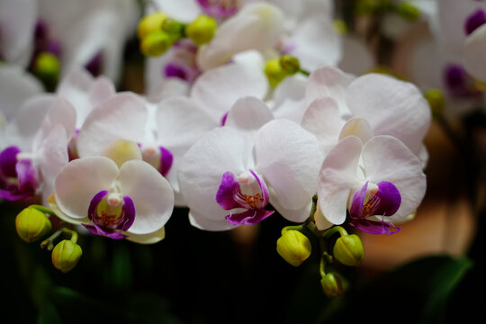 Orchids are in full bloom, colorful and vibrant