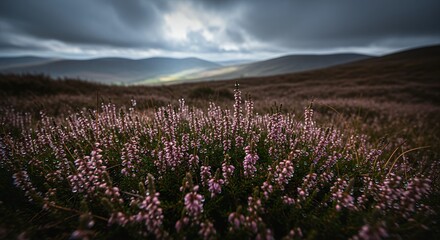 Obraz premium Field of purple flowers with mountains in the distance and dark clouds.