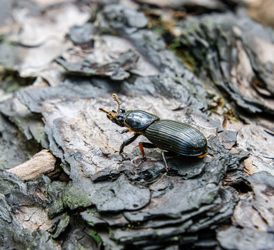 Bess beetle Odontotaenius disjunctus patent leather horned passalus on dead tree bark surface close-up