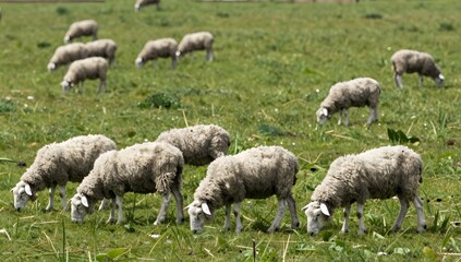 Fototapeta premium Sheep graze peacefully on a sunny day in a green grassy pasture