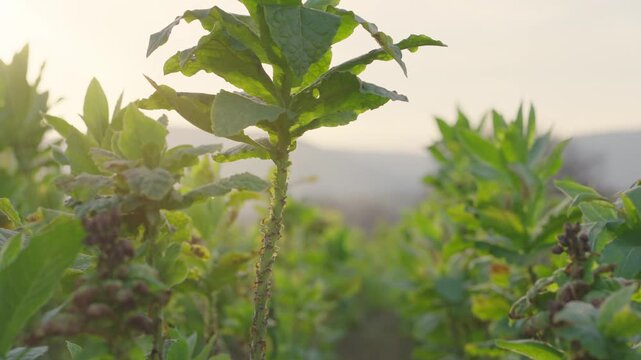 Tobacco leaf and tobacco tree in tobacco farm on sunset, selective focus isolated shot