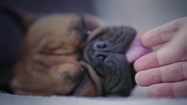 Sick french bulldog dog lying on sofa and lick owner hand building trust, slow motion cinematic selective focus shot. Taking care of pets.