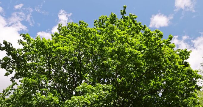 green foliage of maples and other deciduous trees in sunny, clear weather in spring season, trees with green foliage in sunny weather