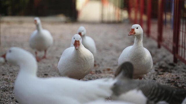 A flock of beautiful domestic geese walking in a meadow near a farmhouse, selective focus cinematic shot, slow motion
