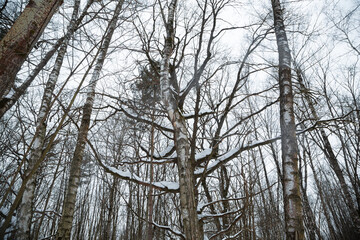 Fototapeta premium Day winter snow forest with the frozen trees. January wood nature under sky background