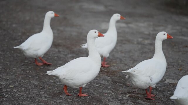 Rural landscape. A flock of domestic geese walking, slow motion