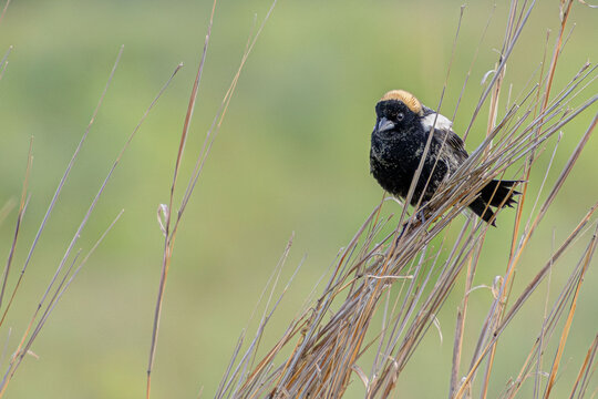 bobolink songbird in mating season plumage oerched on dry grass