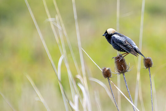 bobolink songbird in mating season plumage on a thistle 