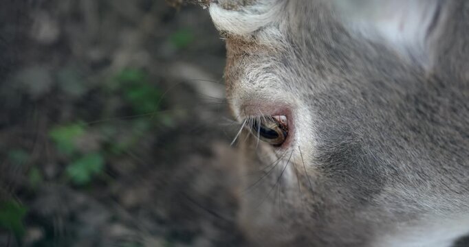 Close up of a eating red deer buck head and eye