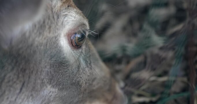 Close up of elk wapiti deer eye feeding in slow motion