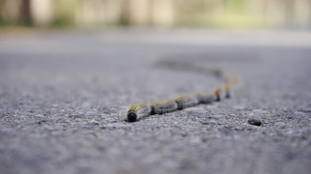 Swarm or procession larvas of Pine Processionary moth on gray concrete road