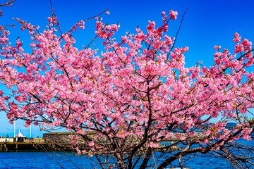 四浦半島の河津桜