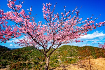 四浦半島の河津桜