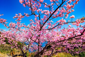 四浦半島の河津桜