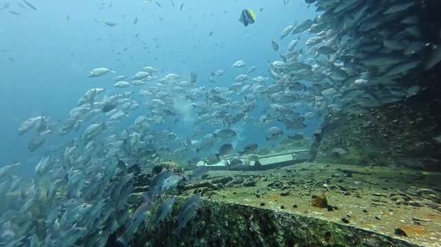 2026.03.01 Russell's snapper, HTMS Prab, Chumphon, Thailand