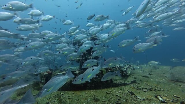 2026.03.01 Lutjanus russellii, HTMS Prab, Chumphon, Thailand