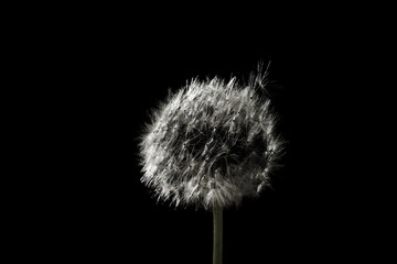 Obraz premium Beautiful fluffy dandelion flower. Black and white toning