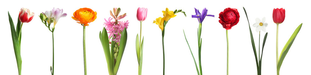 Set of blooming spring flowers isolated on white