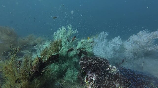 2026.03.01 fish and black coral, Hin Lak Ngam, Chumphon, Thailand