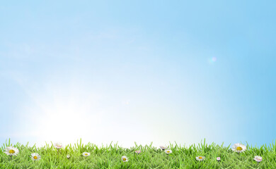 Fototapeta premium Beautiful daisy flowers growing among lush green grass on sunny day. Spring season